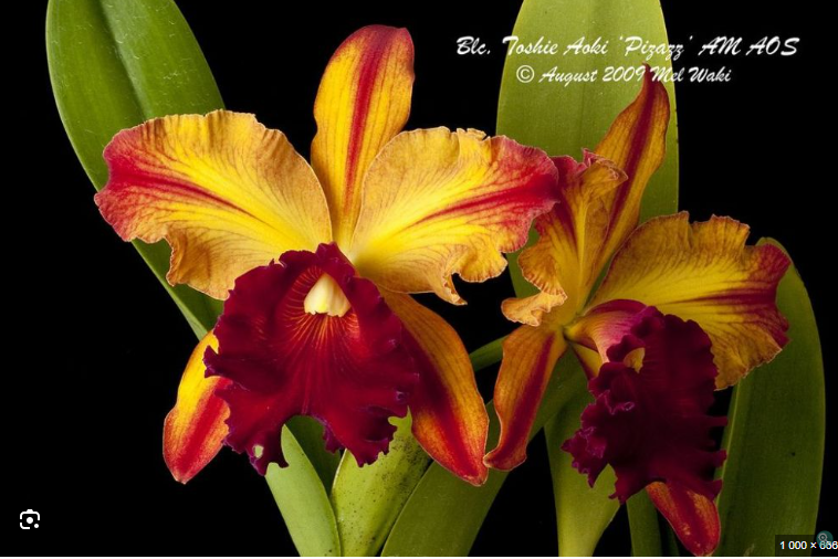 Pry. Hsinying Bueno .