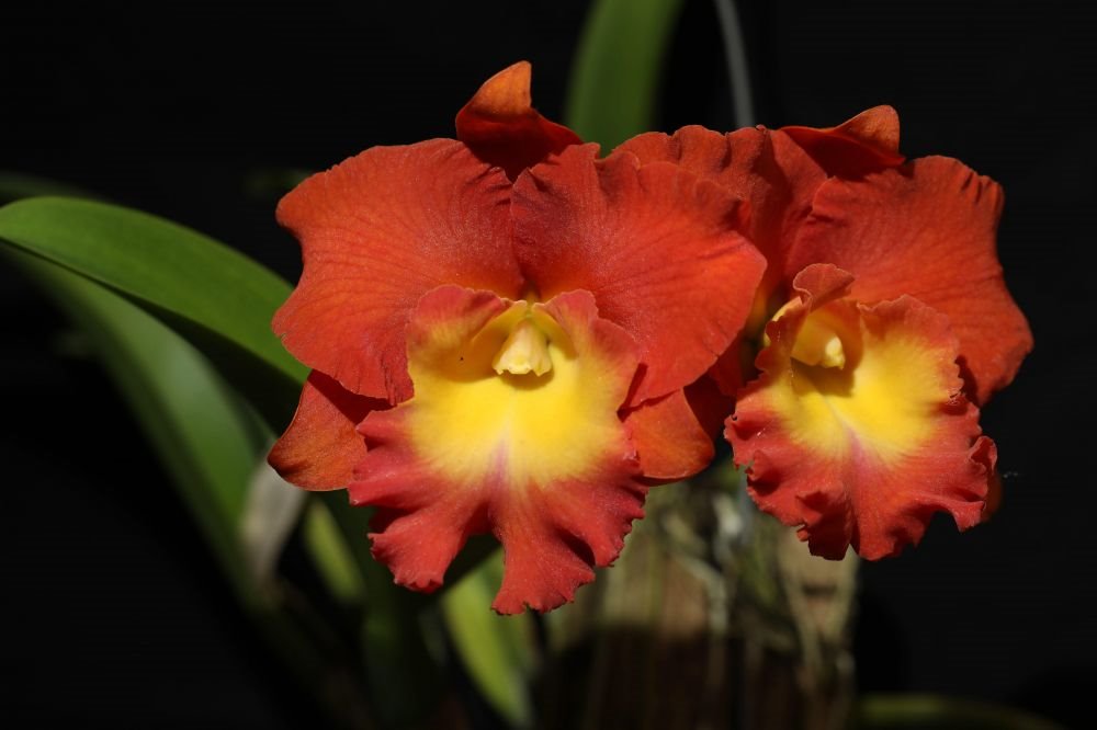 Rlc. Star of Siam