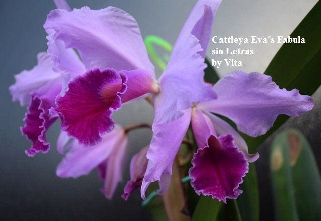 Cattleya Eva's Fabula sin Letras ( purpurata Werkhauserii x jenmanii coerulea)