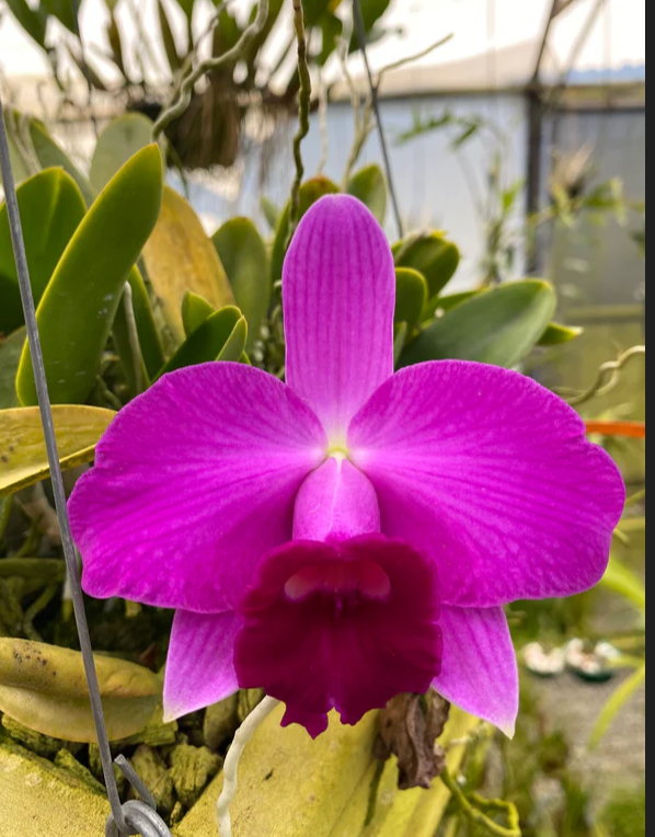 Laelia pumila 'Spitskop' x sib