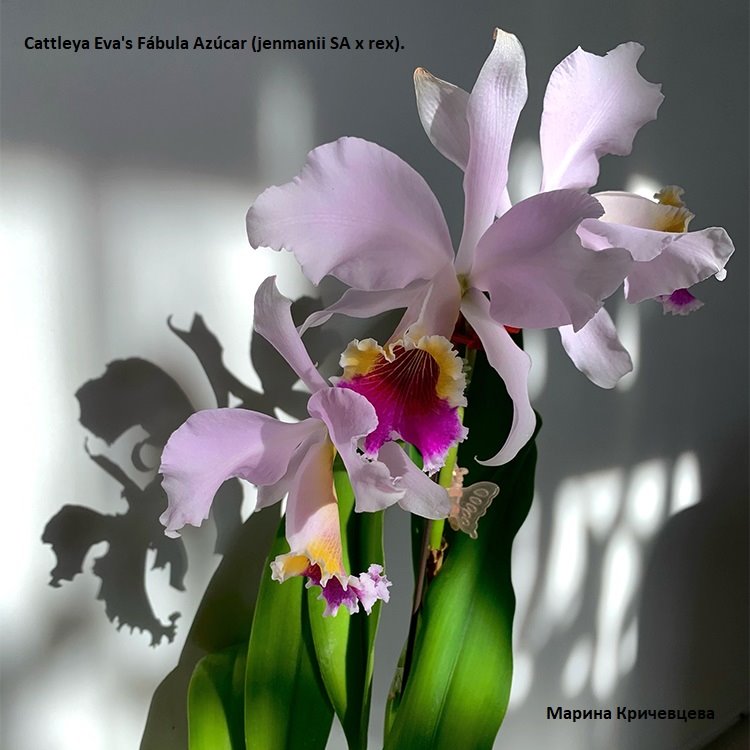 Cattleya Eva´s Fabula y Azucar (jenmanii SA x rex)