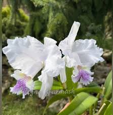 Cattleya lueddemanniana coerulea caracas x coerulea venosa n