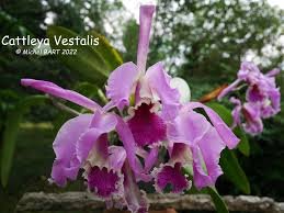 Cattleya Vestalis (Cattleya dowiana x Cattleya maxima)