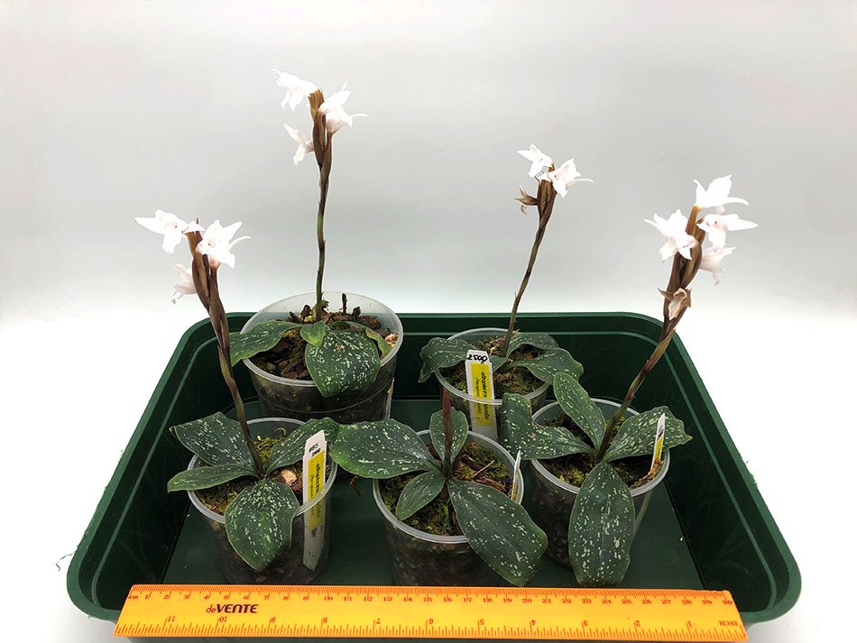 Eltroplectris roseoalba