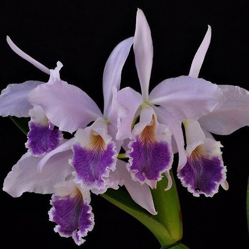 Cattleya labiata coerulea  S6973 NBS