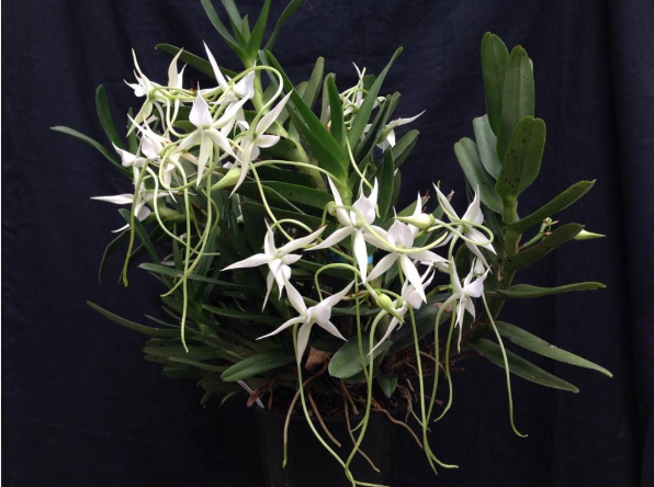 Angraecum florulentum