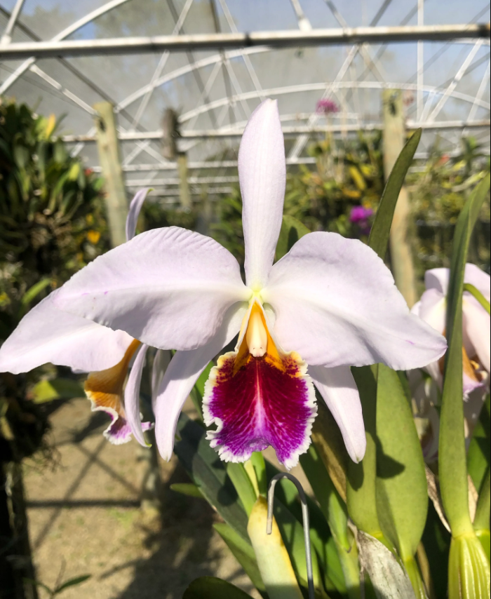Cattleya percivalliana semi-alba