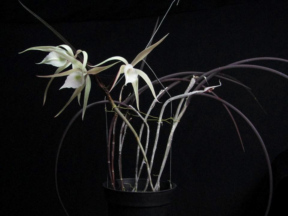 Rcv. David Sander YD099