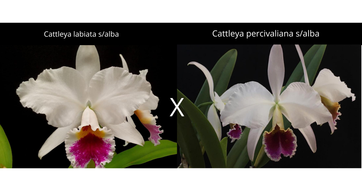 Cattleya ( labiata s/alba x percivaliana s/aba ) .