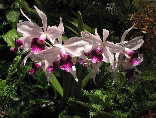 Laelia purpurata