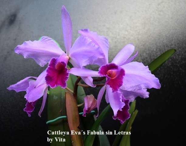 Cattleya Eva's Fabula sin Letras ( purpurata Werkhauserii x jenmanii coerulea)