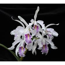 Cattleya  maxima semi-alba x sib ( 'La Pedrena' x 'Cool Beauty')