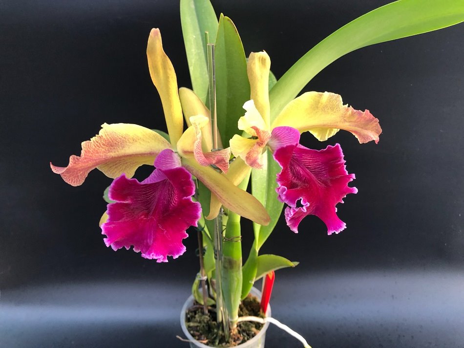 LC Luminosa (C dowiana x Laelia tenebrosa)