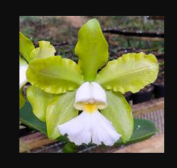 Cattleya Schilleriana Albenscens
