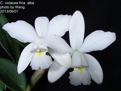 Cattleya violacea alba