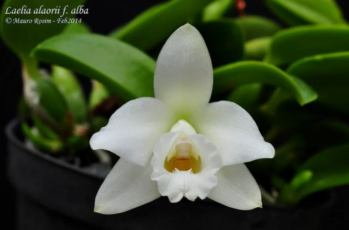 Laelia alaori var. Alba .