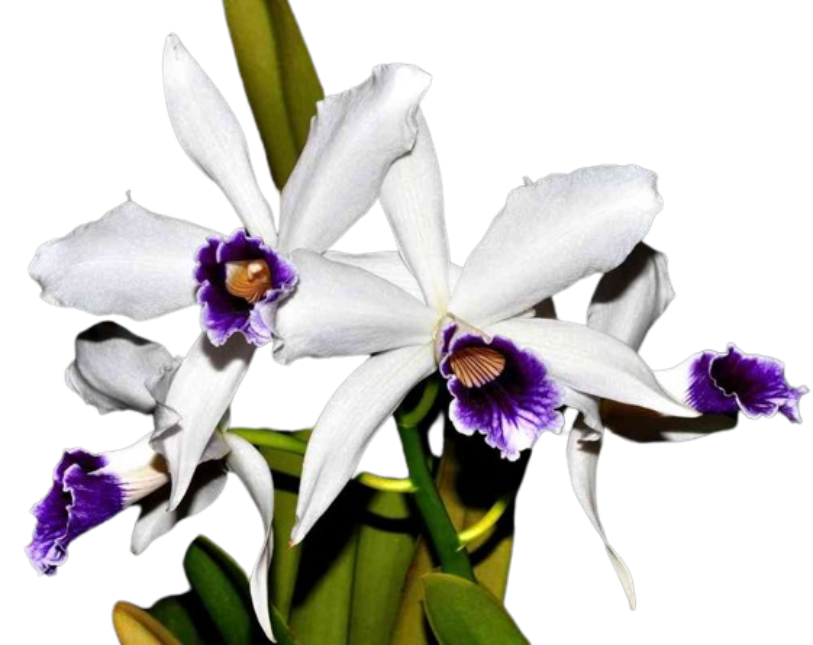 Laelia purpurata ( aço x werkauserii )(S6986)