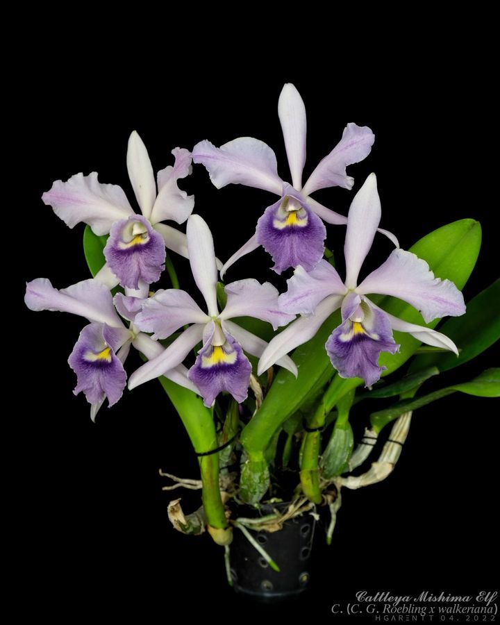 Cattleya Mishima Elf Blue Ocean (C. G. Roebling x walkeriana).