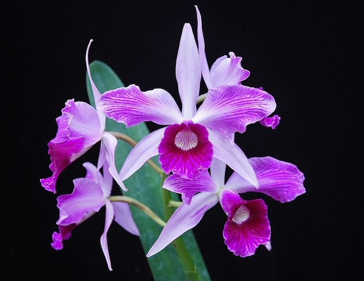 Laelia purpurata (flamea x flamea “Cotia”)(S10064) NBS