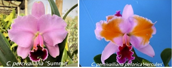 Cattleya percivaliana x sib ('Summit' x pelorica 'Hercules')