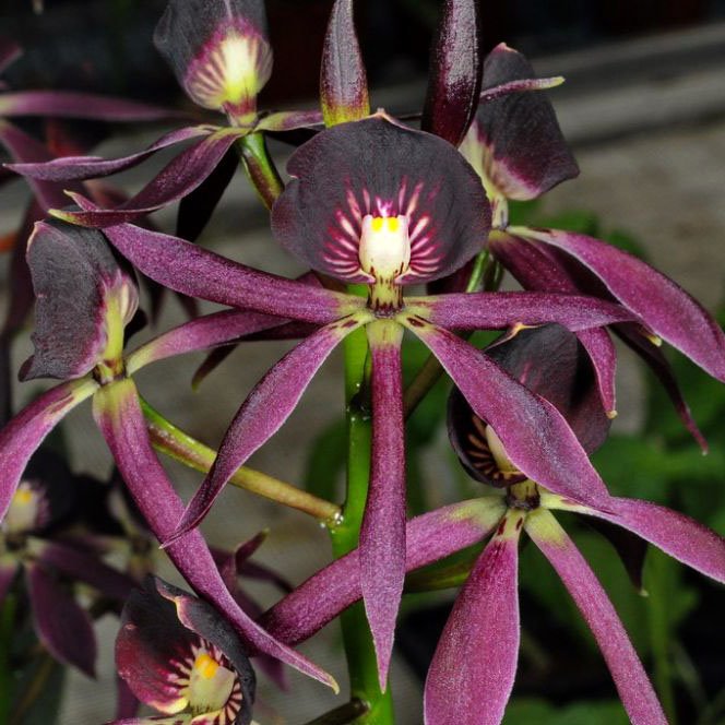 Guarechea Black Comet 'Indigo-Blue'(Guarechea Miva Etoile Noire x Prosthechea cochleata)