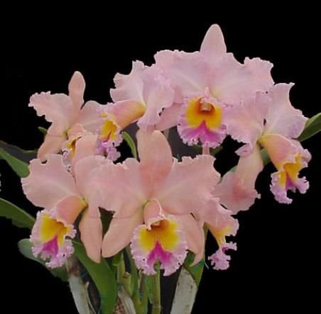 Rlc. Gorge King 'Serendibity'