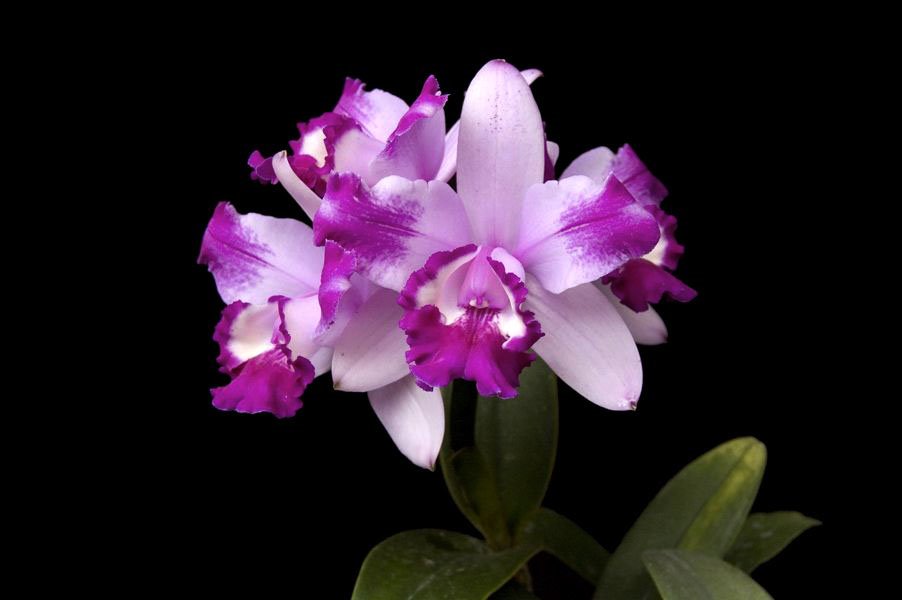 Cattleya intermedia var. Flammea.