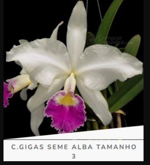 Cattleya Gigas S/A Atroporpuria tamanho