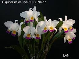 Cattleya quadricolor (chocoensis) semi-alba x sib