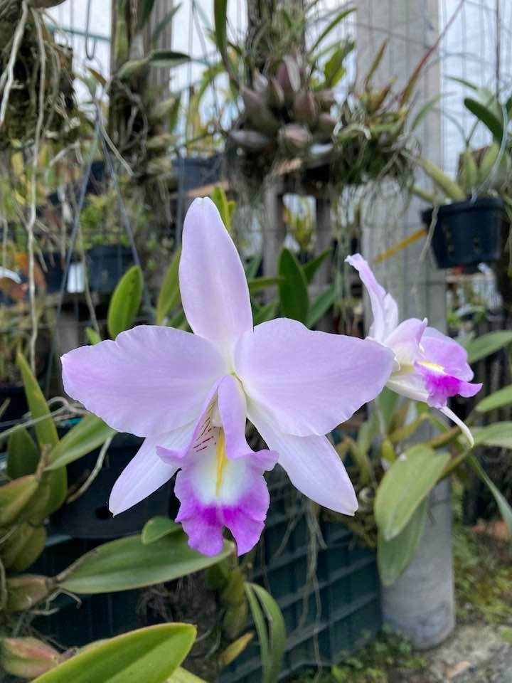 Cattleya maxima coerulea x Laelia anceps coerulea