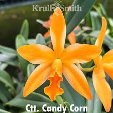 Lc. Candy Corn (C. Dubiosa 'Scully’s' HCC/AOS x Lc. Trick or Treat 'Orange Magic' AM/AOS)