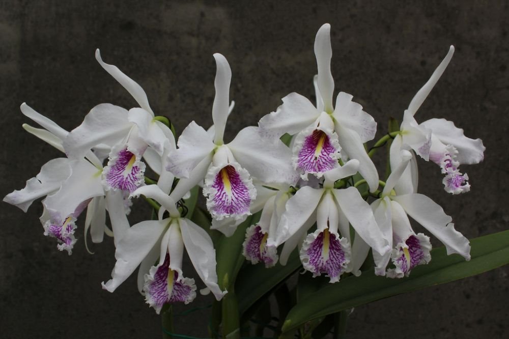 Cattleya maxima f. Semialba