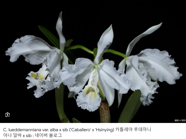 Cattleya lueddemanniana var. alba x sib ('Caballero' x ' Hsinying')C
