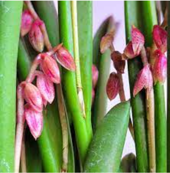 Pleurothallis fabiobarrosii