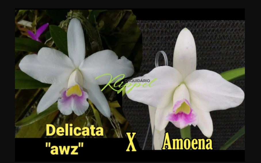 Hadrolaelia  (Laelia) Pumila Amoena (Delicata AWZ x Amoena)