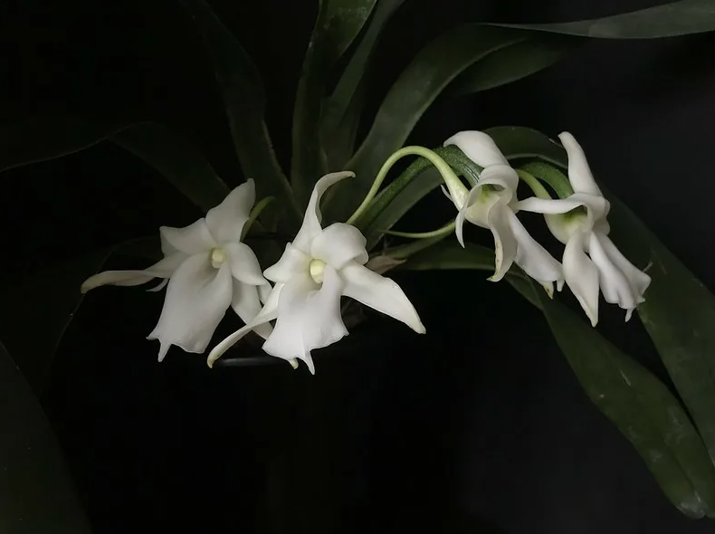 Angraecum magdalenae