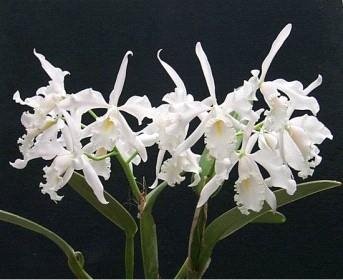 Cattleya maxima alba x sib