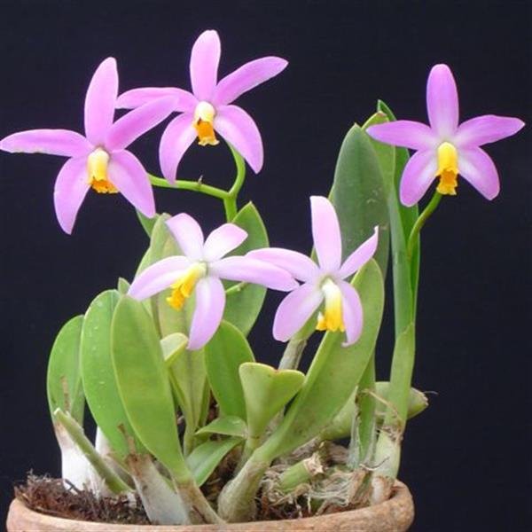 Laelia lucasiana
