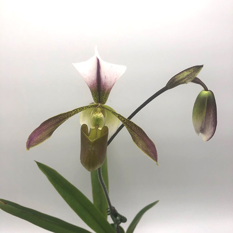 Paphiopedilum sublaeve