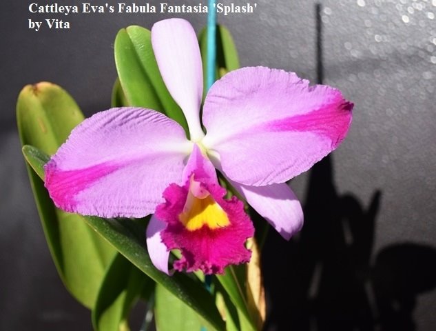 Cattleya Eva's Fabula y Fantasia 'Splash' (C.trianae x C.wallisii)