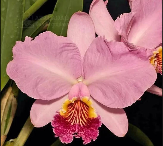 Cattleya Luedemaniana Vinicolor