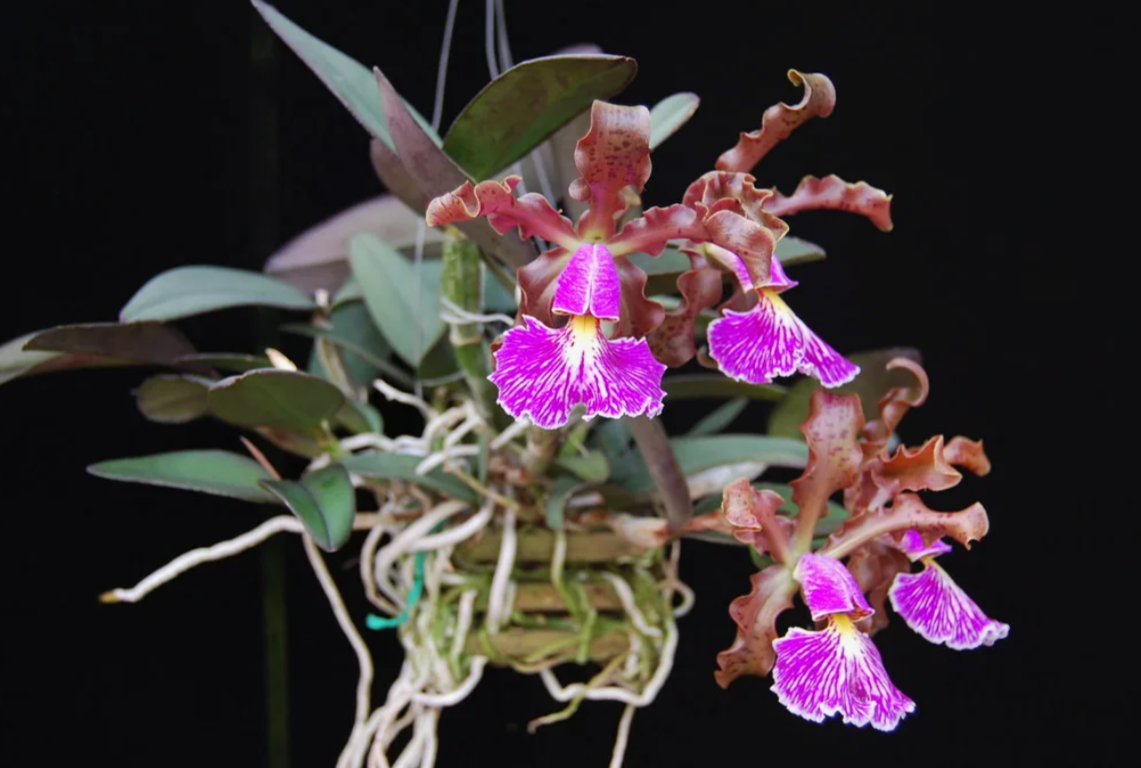 Cattleya schilleriana