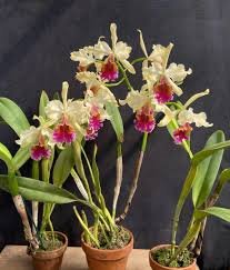 cattleya triumphans Эквадор