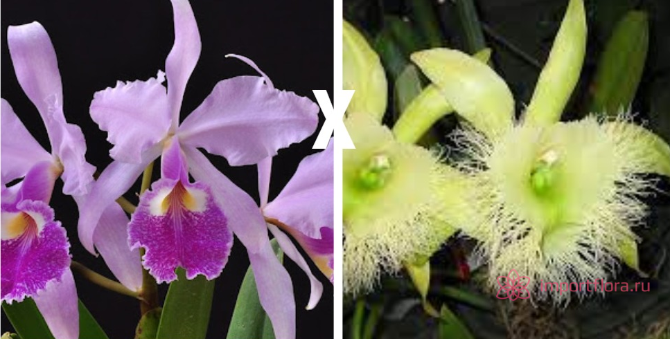 Cattleya warscewiczii x Brassavola dygbiana
