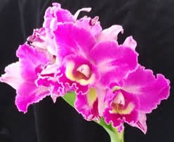 Rlc. Hsinying Rouge 'Hsinying' (Creation x Elegant Dancer).