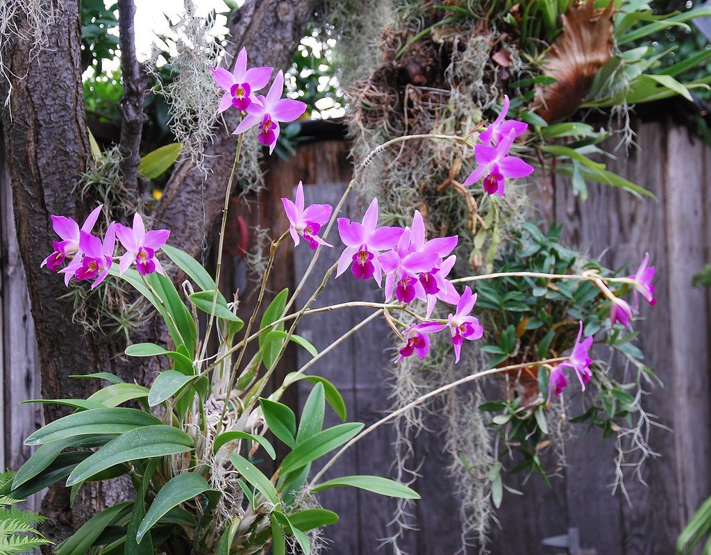 .Laelia anсeps