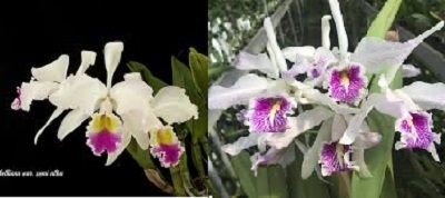 Cattleya gaskelliana alba x Cattleya maxima semialba