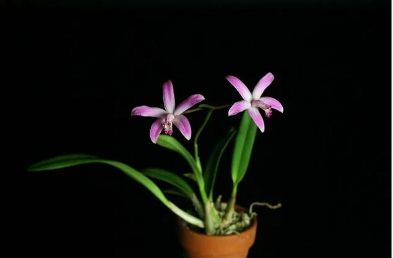 Laelia crispilabia