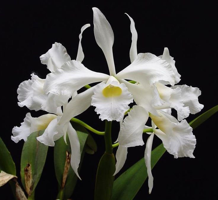 Laelia purpurara ( alba x alba ).