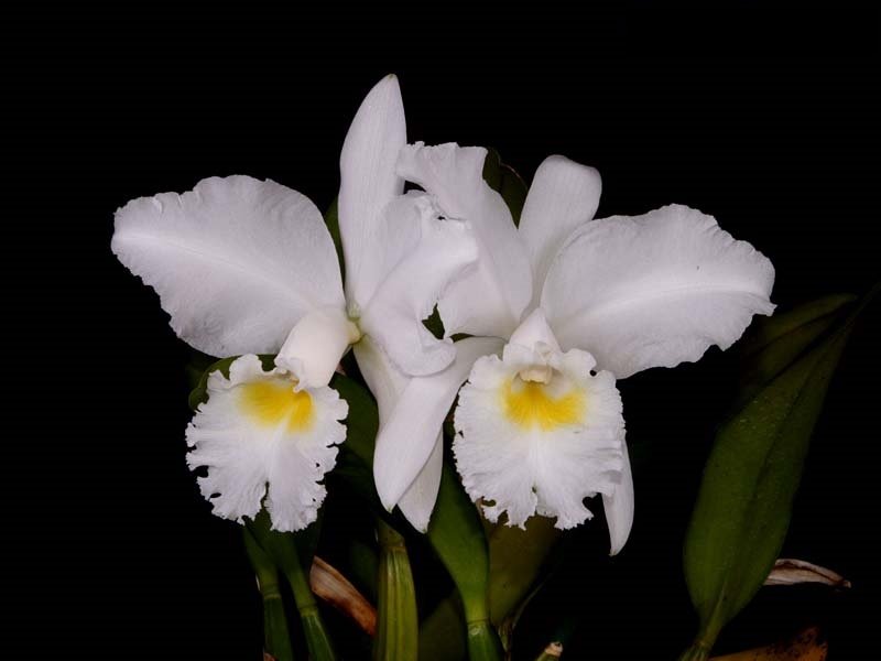 Cattleya jenmanii f. alba 'Fuchs Snow'
